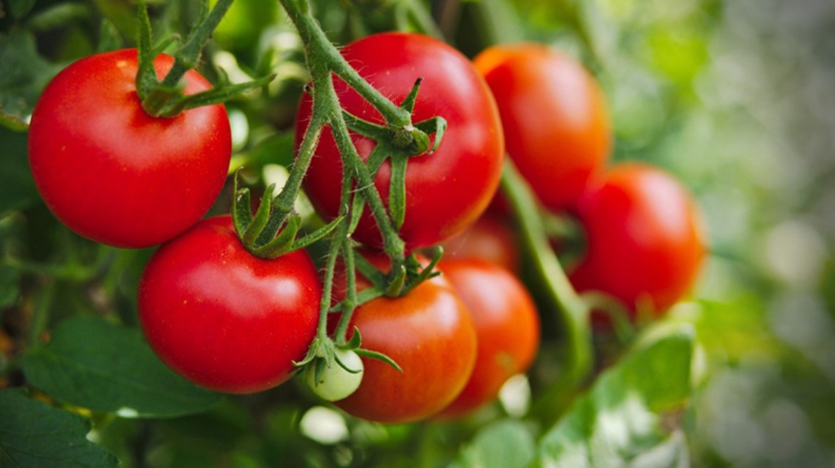 Cà chua hỗ trợ quá trình phục hồi môi một cách hiệu quả