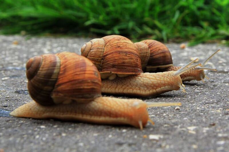 Người chậm chạp thường rất tỉ mỉ và cẩn thận. Vậy đâu là nghề cho người chậm chạp?